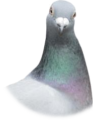 piccione